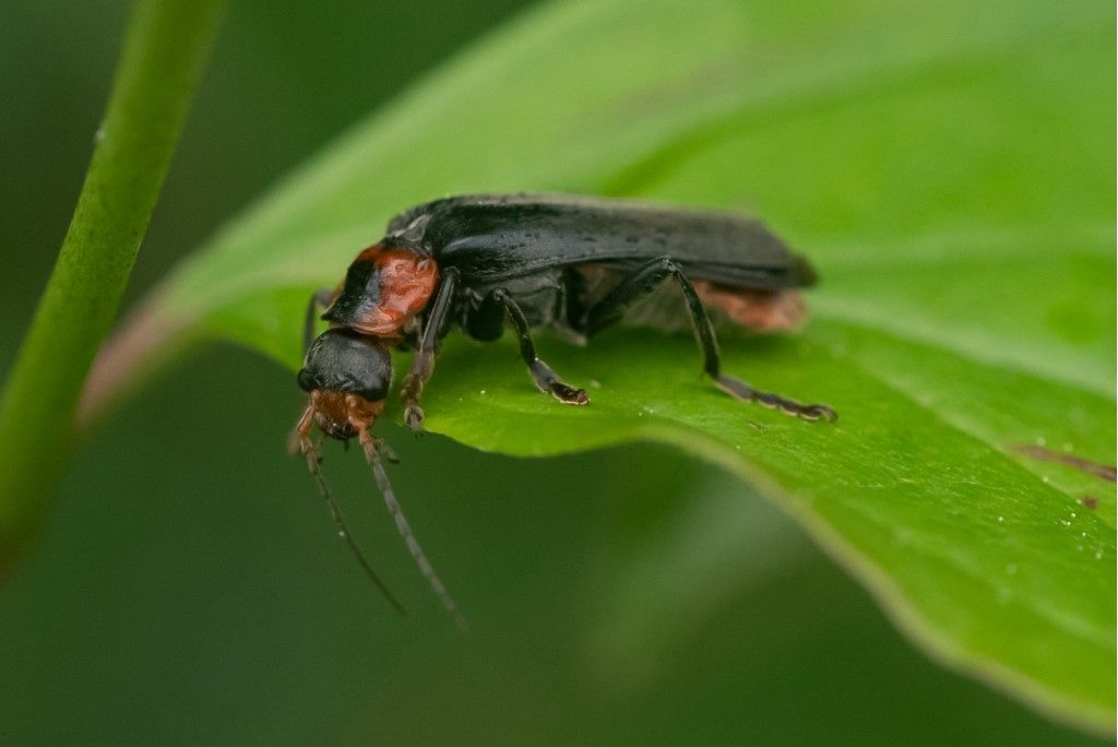 Cantharidae: Cantharis rustica? No, C. fusca