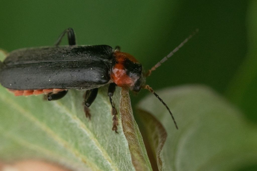 Cantharidae: Cantharis rustica? No, C. fusca
