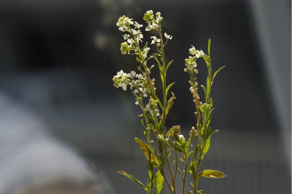 Aiuto per determinazione pianta