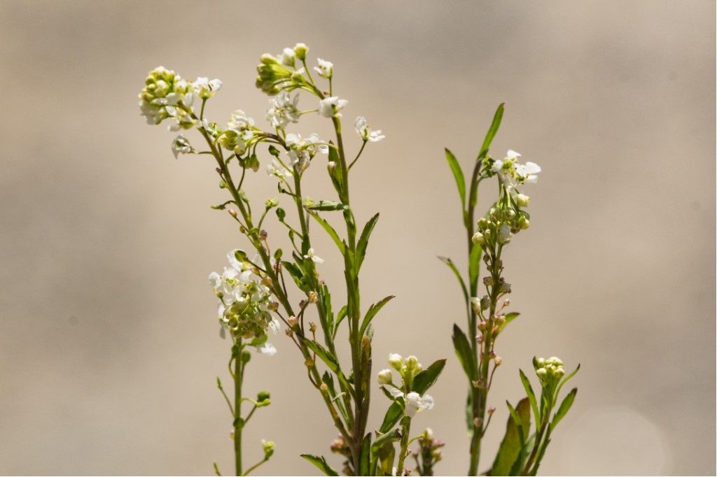 Aiuto per determinazione pianta
