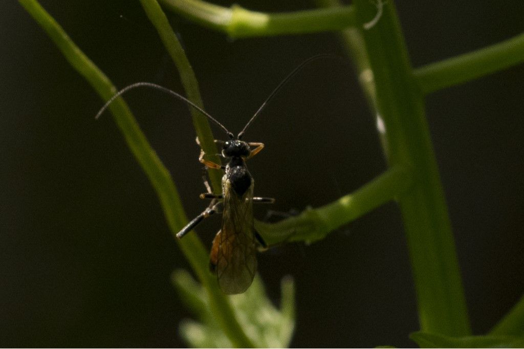 Hymenoptera da determinare.