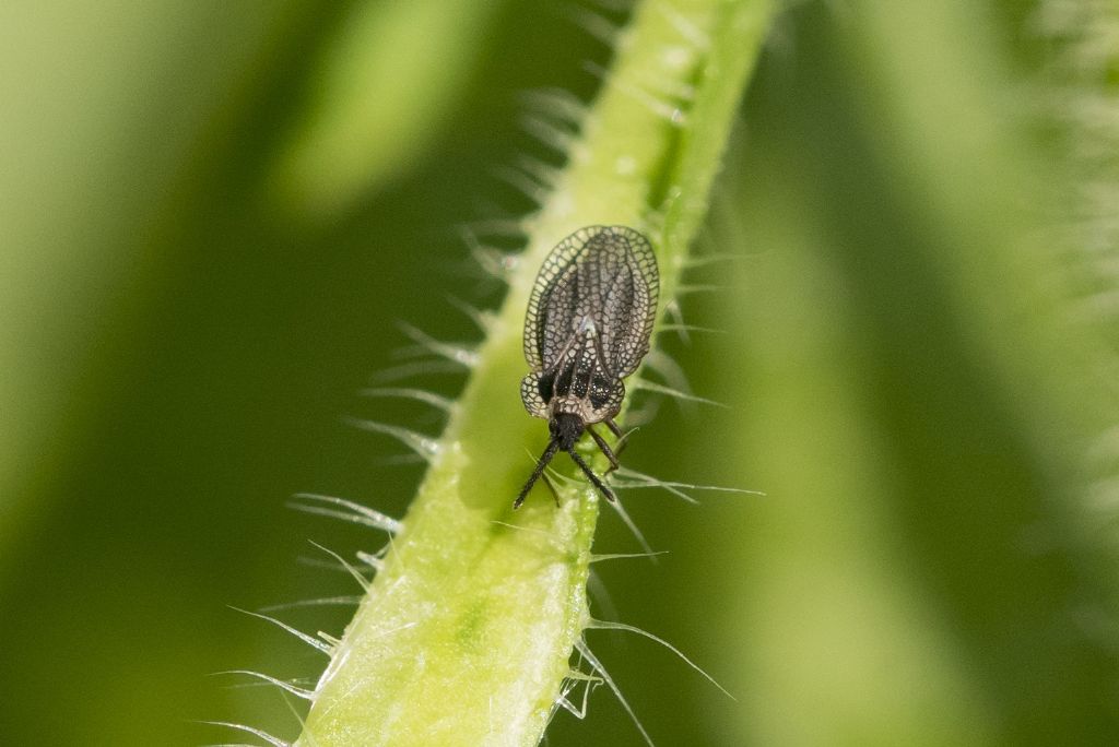 Aiuto per identificazione ( neanide Heteroptera ?)
