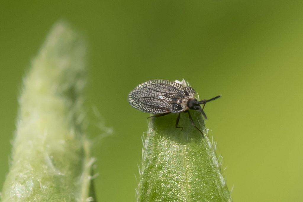 Aiuto per identificazione ( neanide Heteroptera ?)