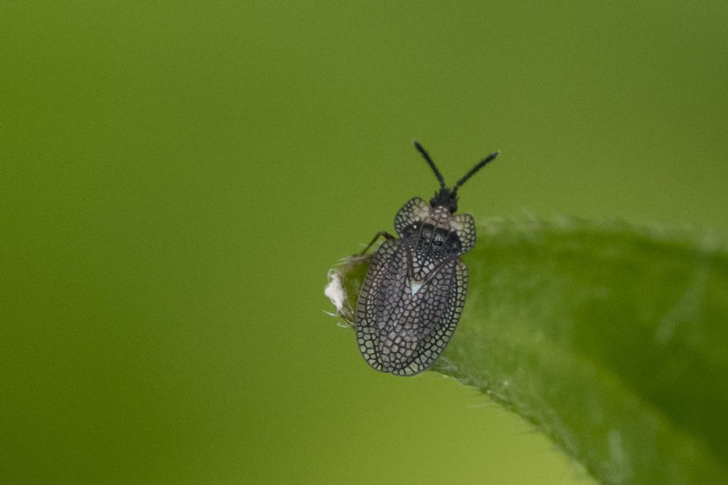 Aiuto per identificazione ( neanide Heteroptera ?)