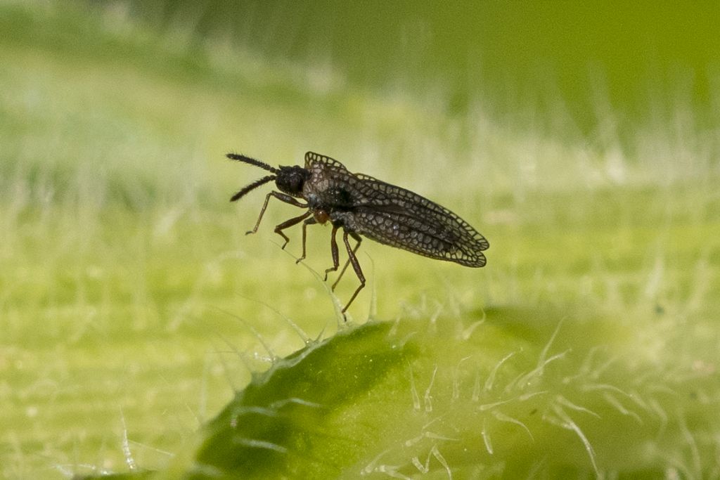 Aiuto per identificazione ( neanide Heteroptera ?)