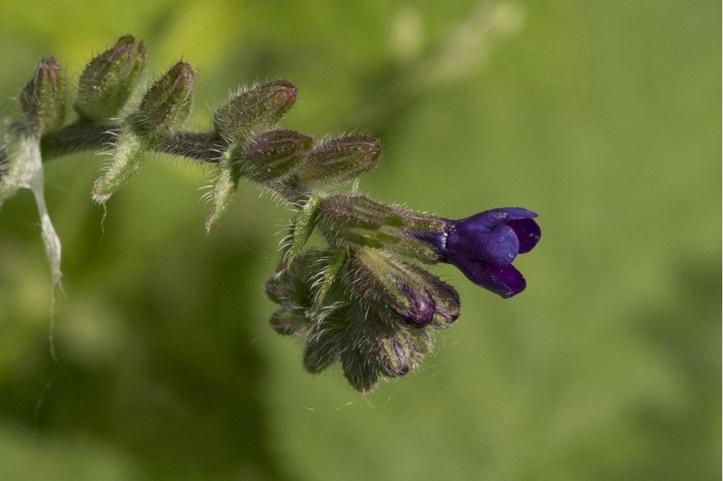 Anchusa officinalis ?