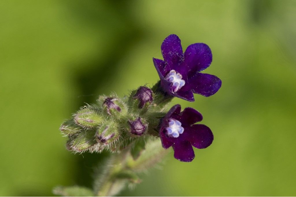 Anchusa officinalis ?