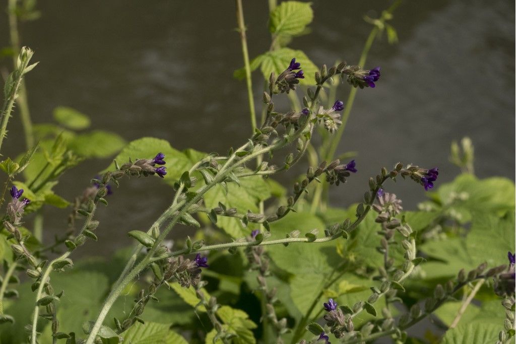 Anchusa officinalis ?