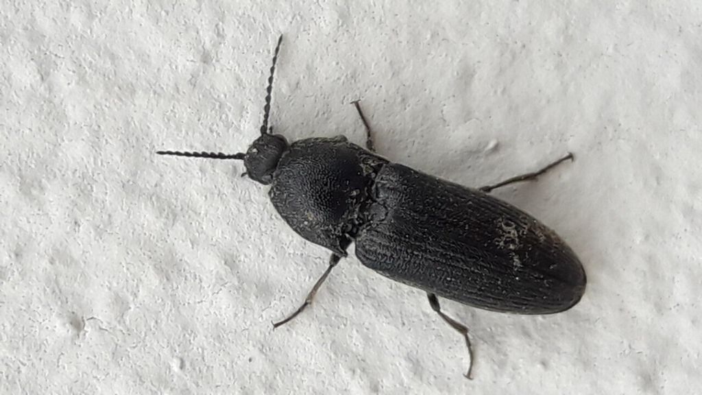 Elateridae da identificare