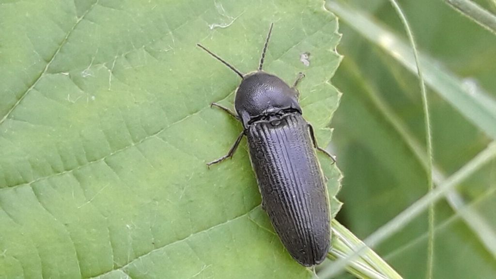 Elateridae da identificare