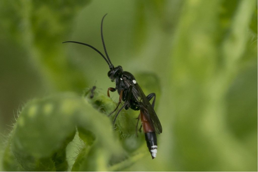 Hymenoptera da determinare.(B)