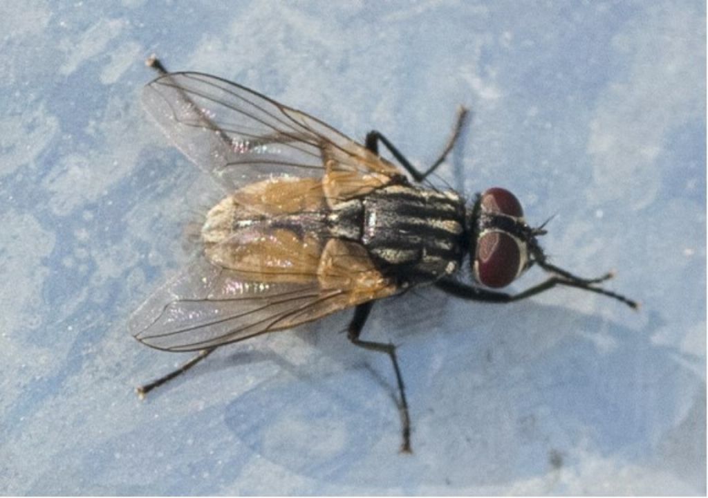 Musca domestica ?