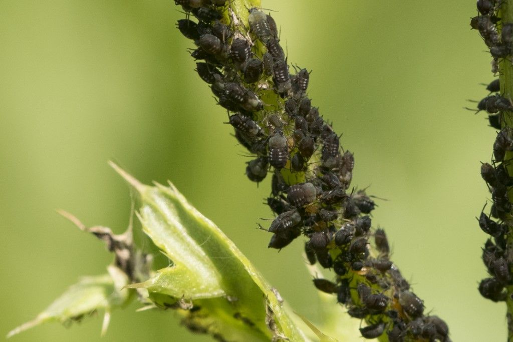 Aphididae da identificare su cirsium arvense