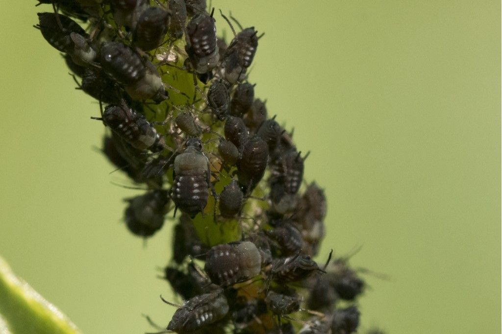 Aphididae da identificare su cirsium arvense