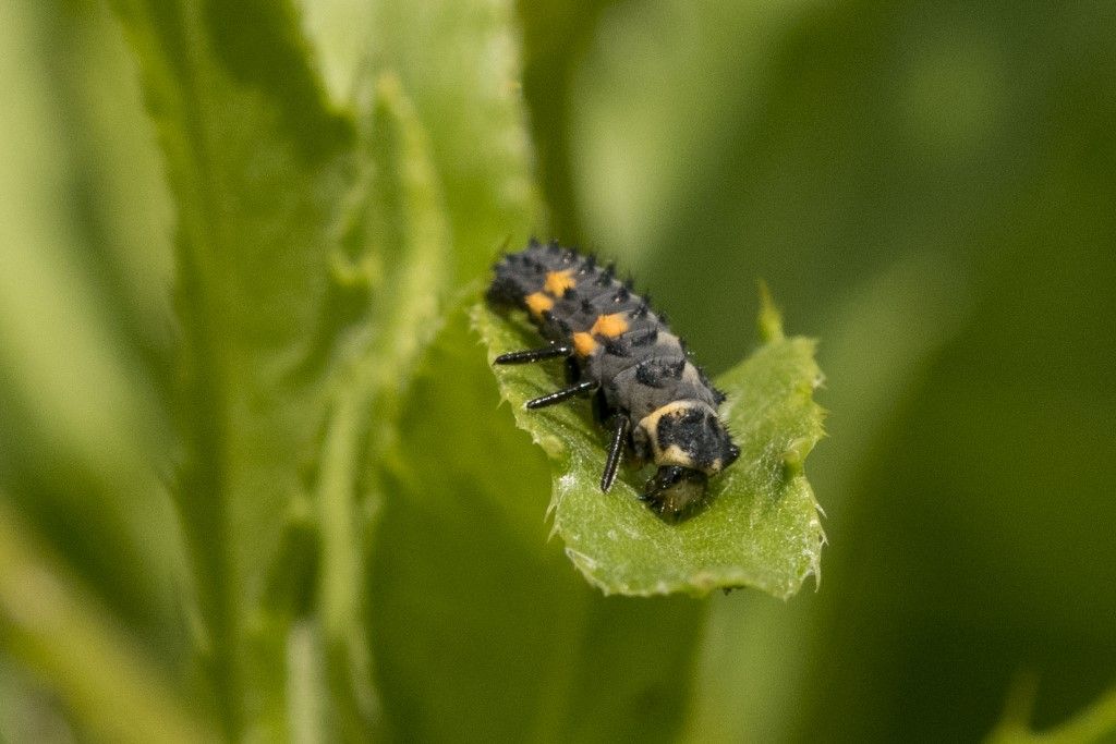 Larve di Coccinella septempunctata