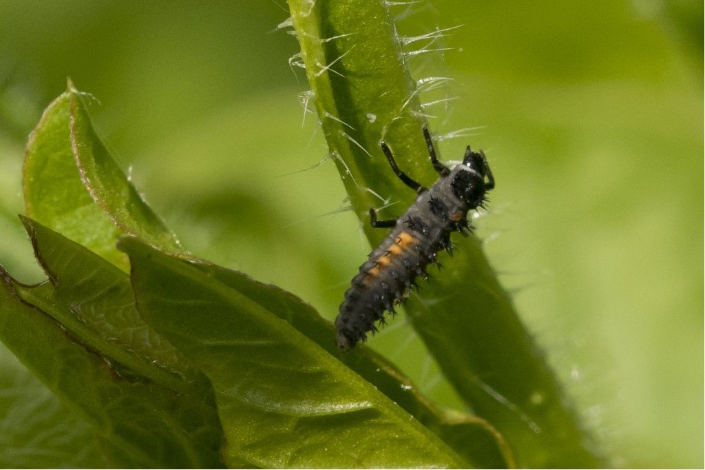 Larve di Coccinella septempunctata