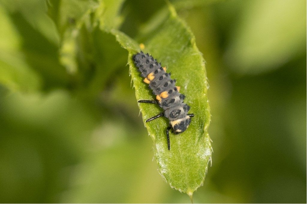 Larve di Coccinella septempunctata