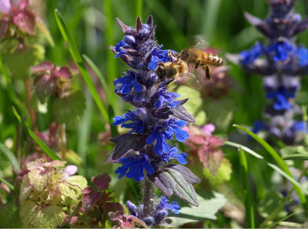 Ajuga genevensis o reptans