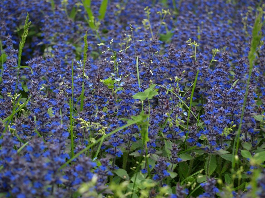 Ajuga genevensis o reptans