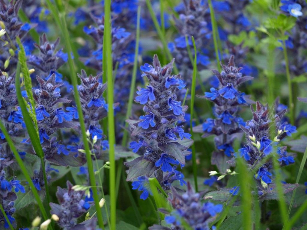 Ajuga genevensis o reptans