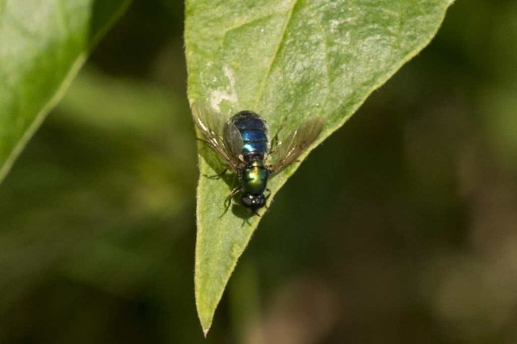 Diptera da identificare