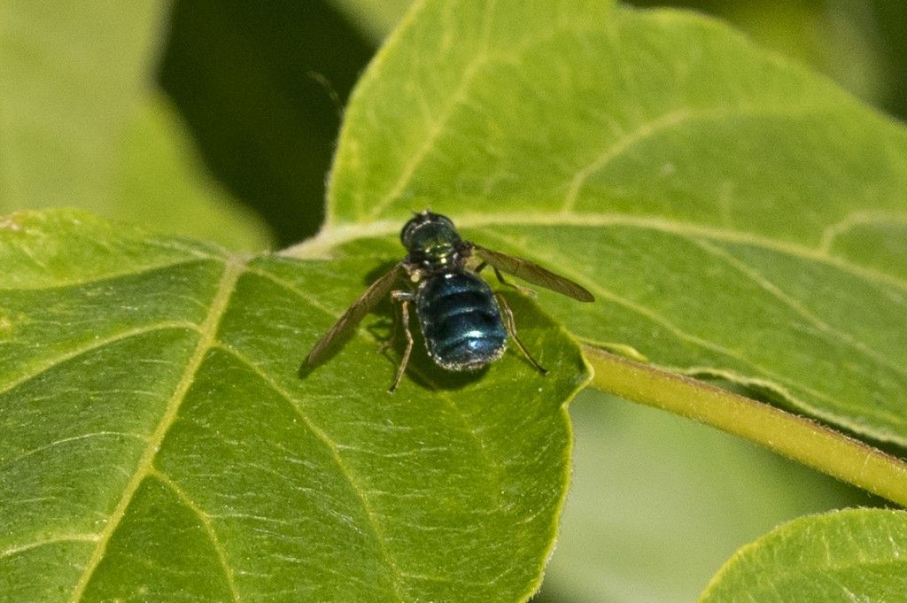 Diptera da identificare