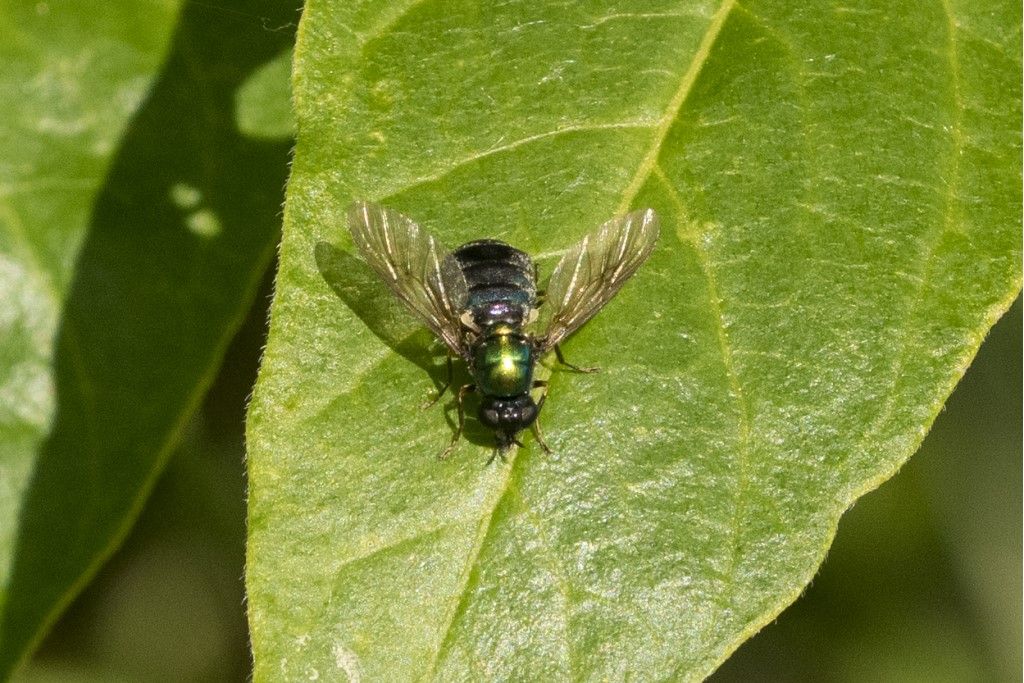 Diptera da identificare