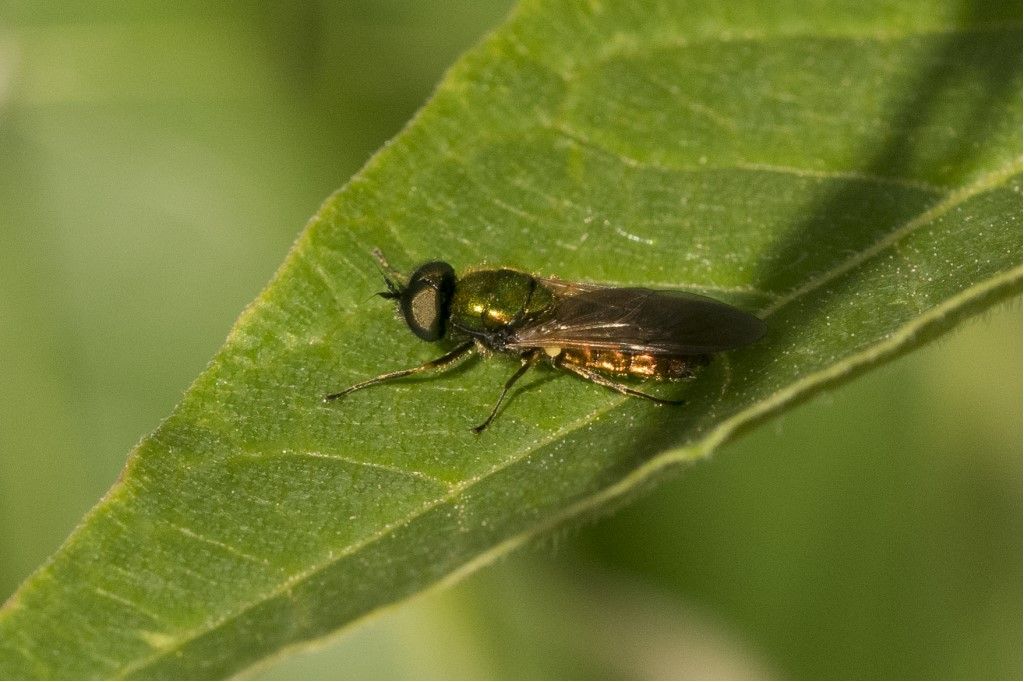 Maschio di Chloromyia cfr formosa ?