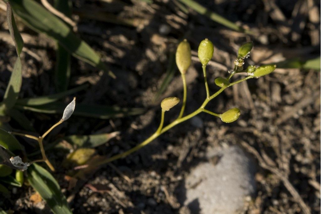 Pianta da determinare