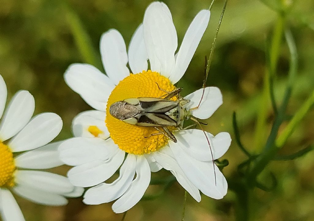 Adelphocoris lineolatus della campagna cremasca (CR)