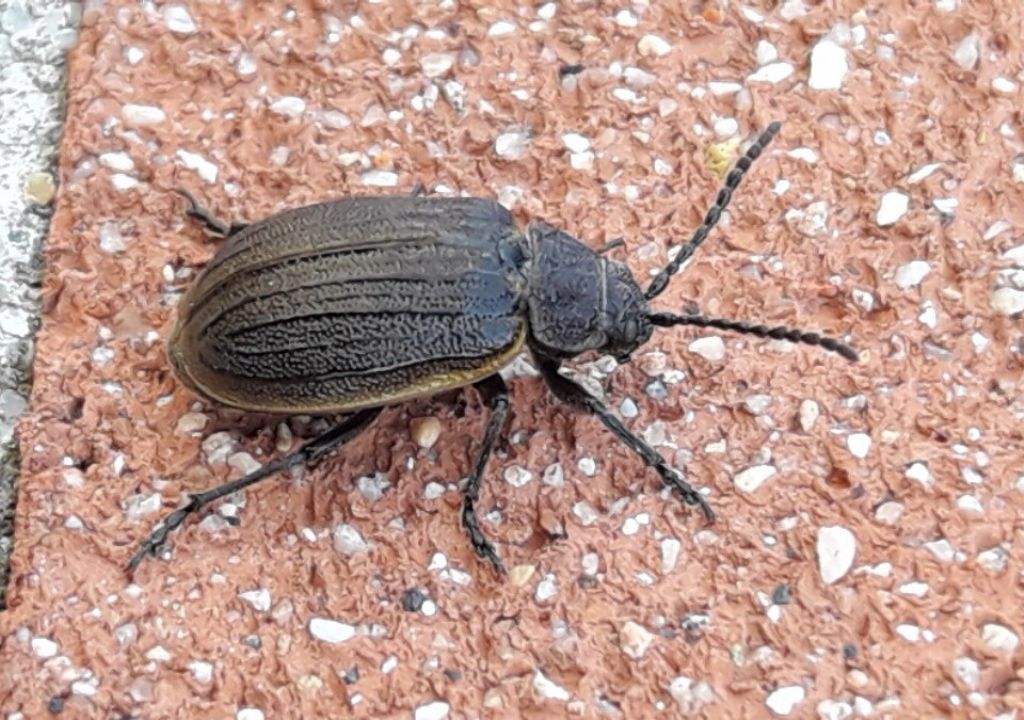 Chrysomelidae: Galeruca sp.