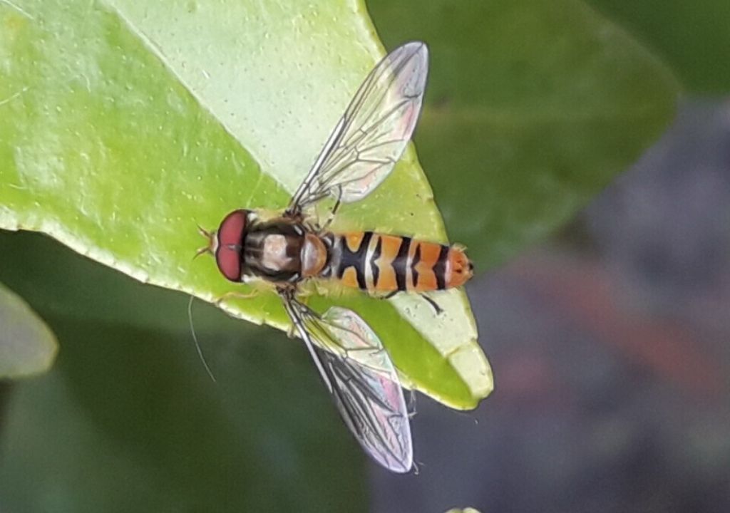 Syrphidae da determinare