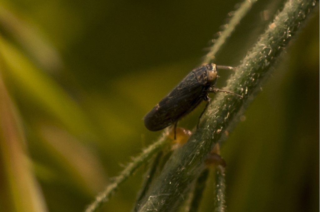 Probabile cicadellidae da identificare