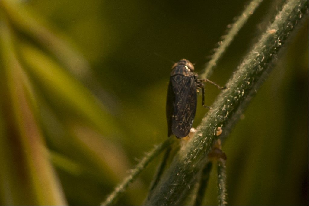 Probabile cicadellidae da identificare