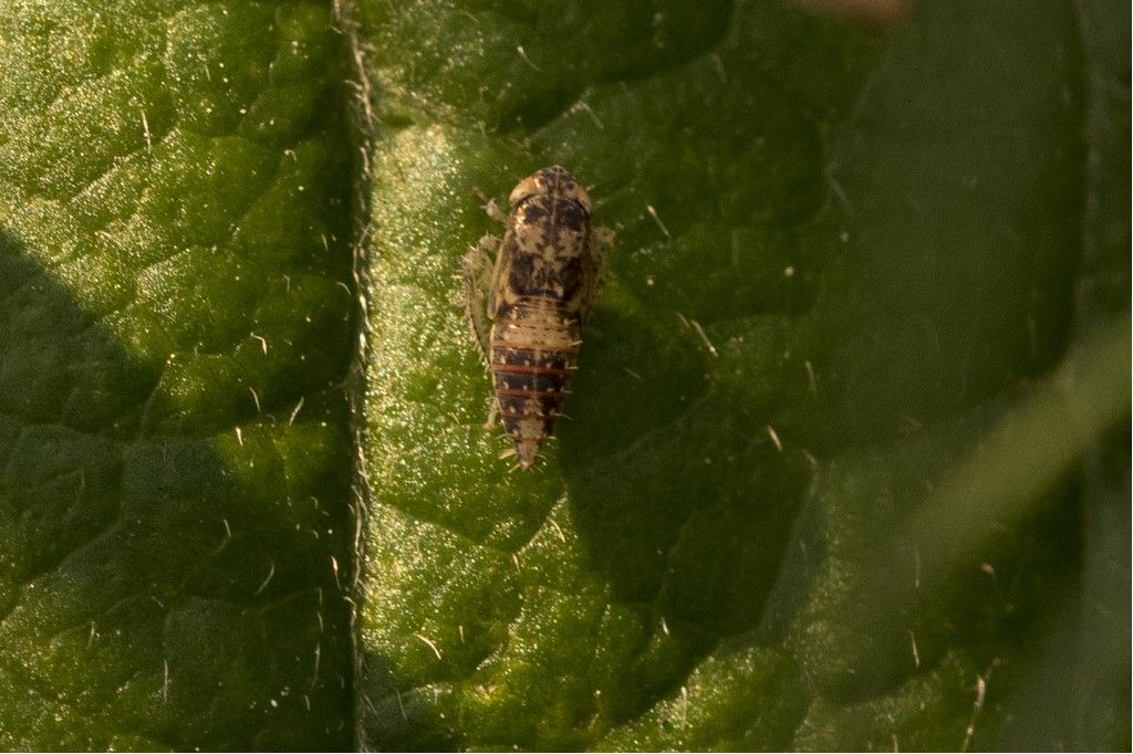 Probabile cicadellidae da identificare