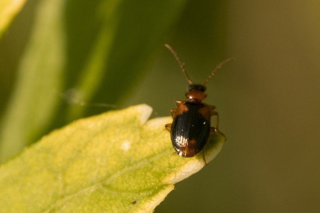 Carabidae: Lebia humeralis