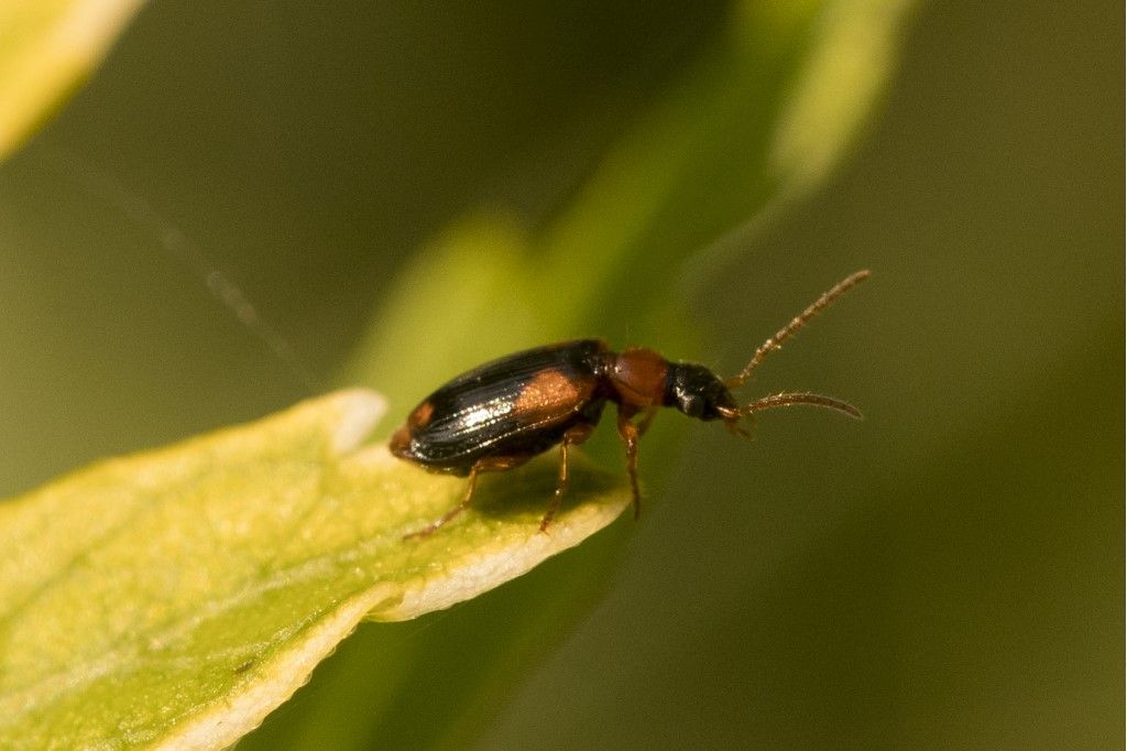 Carabidae: Lebia humeralis