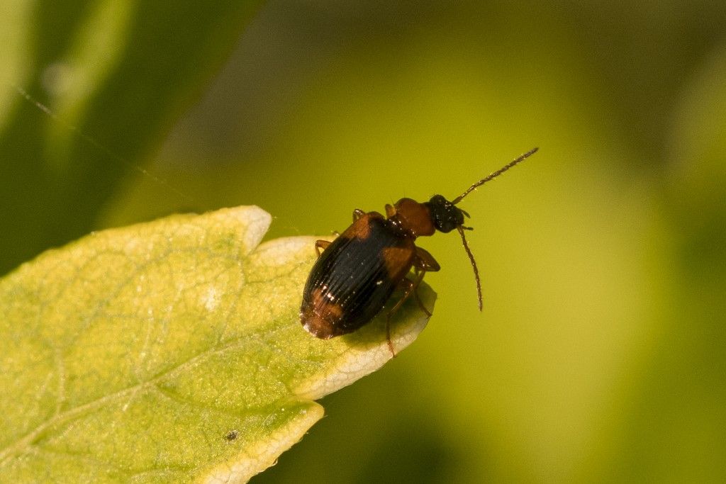 Carabidae: Lebia humeralis