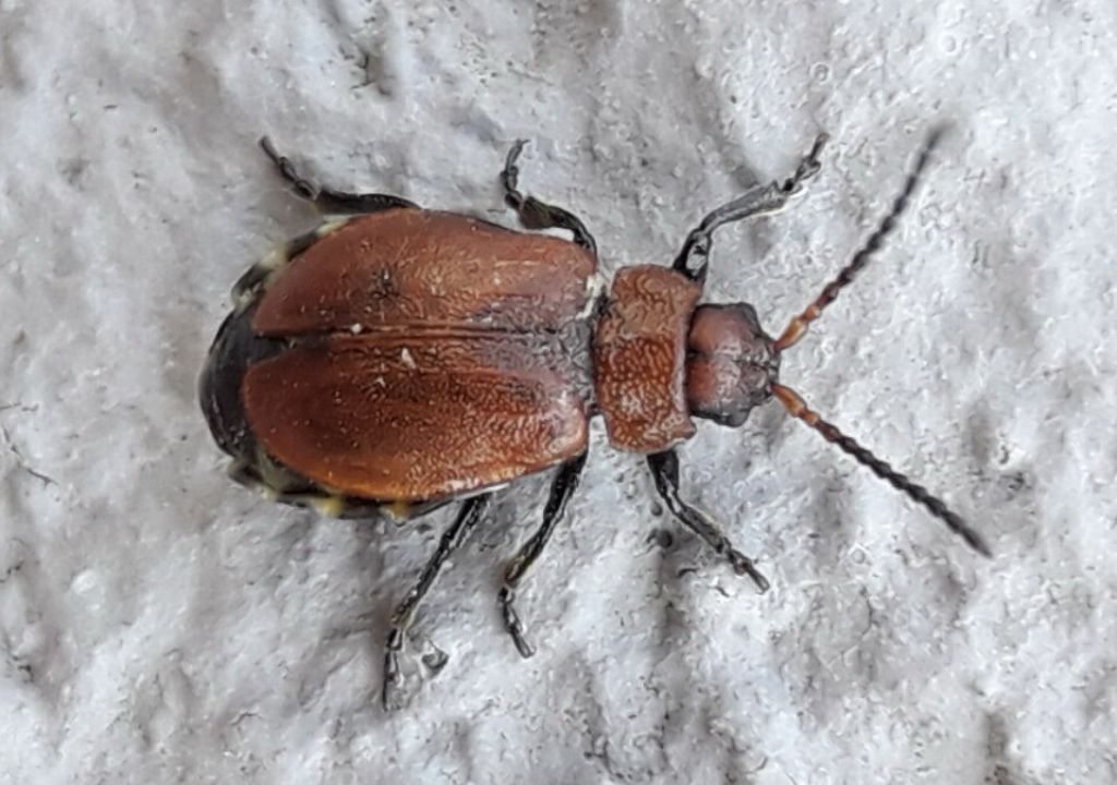 Chrysomelidae: Galeruca (Emarhopa) rufa