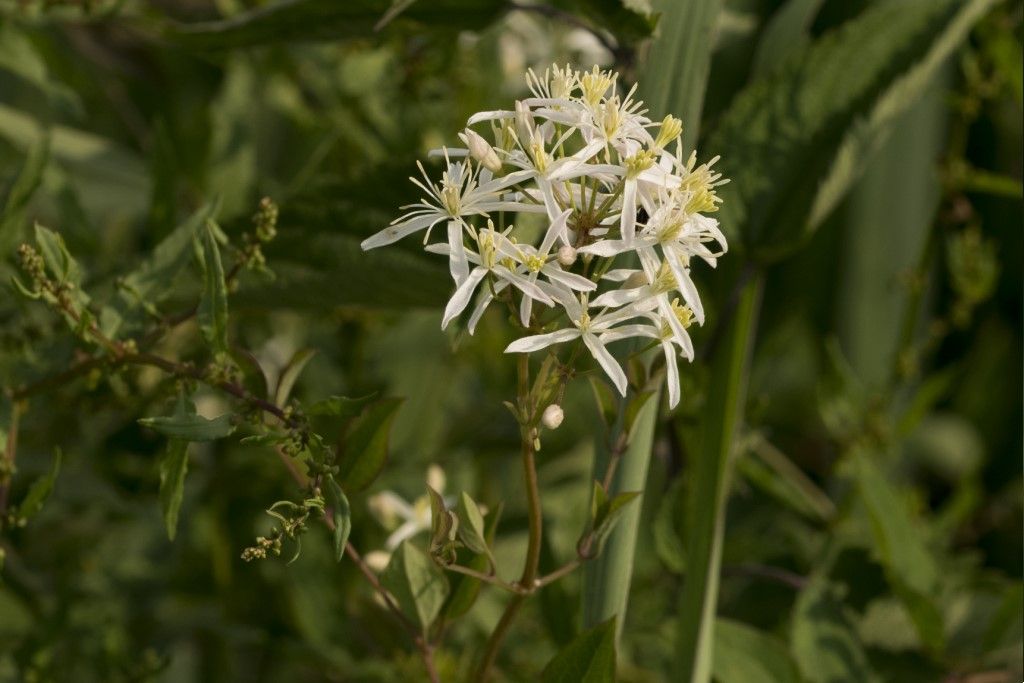 Clematis flammula ?