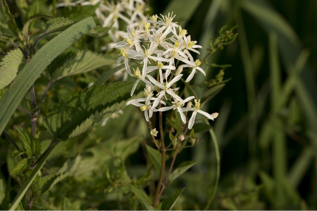 Clematis flammula ?