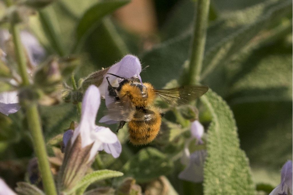 Bombus pascuorum ?