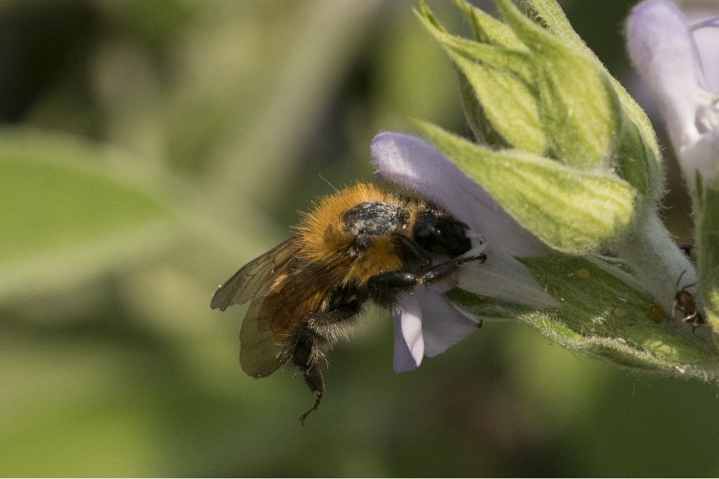 Bombus pascuorum ?