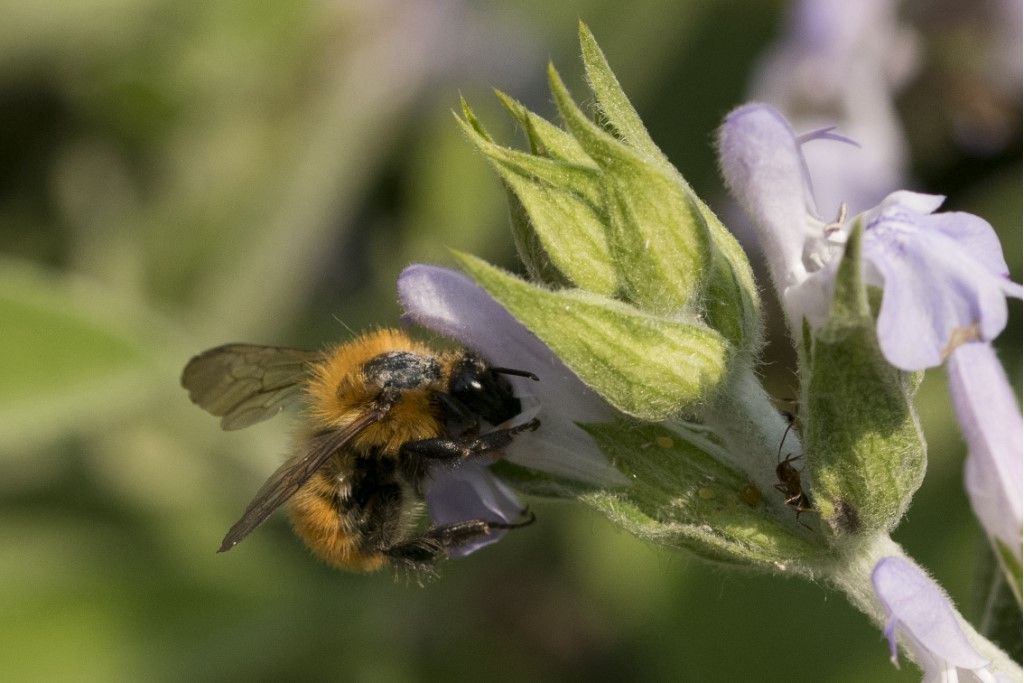 Bombus pascuorum ?