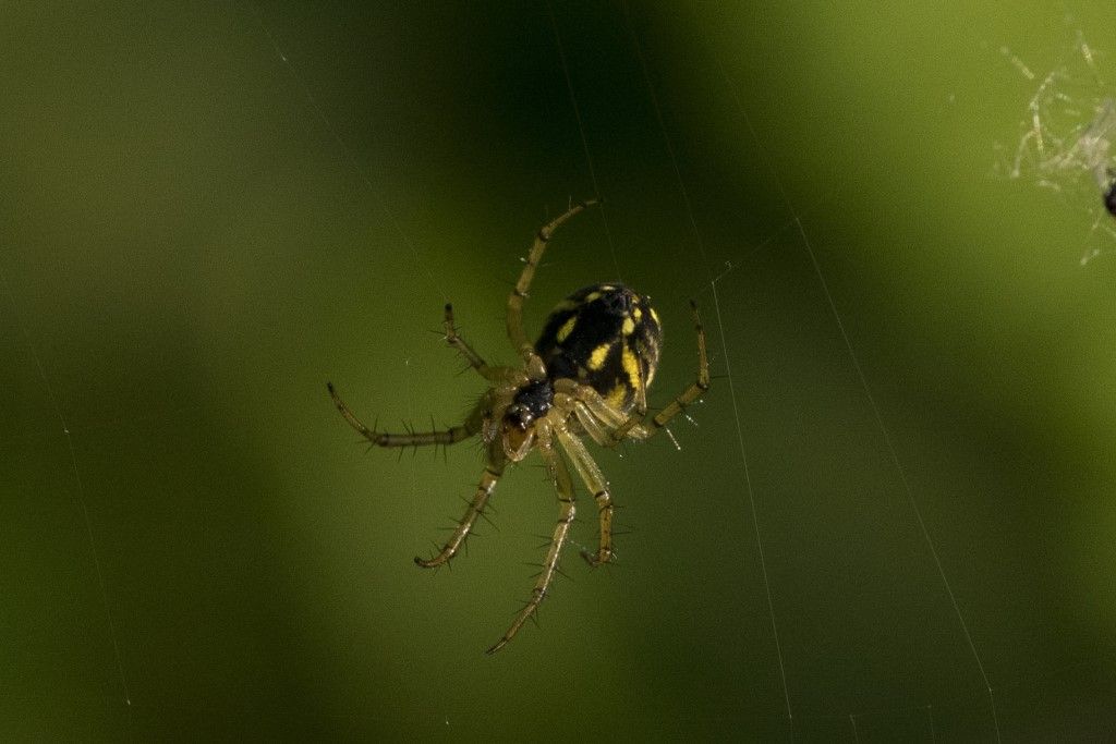 Mangora acalipha ?