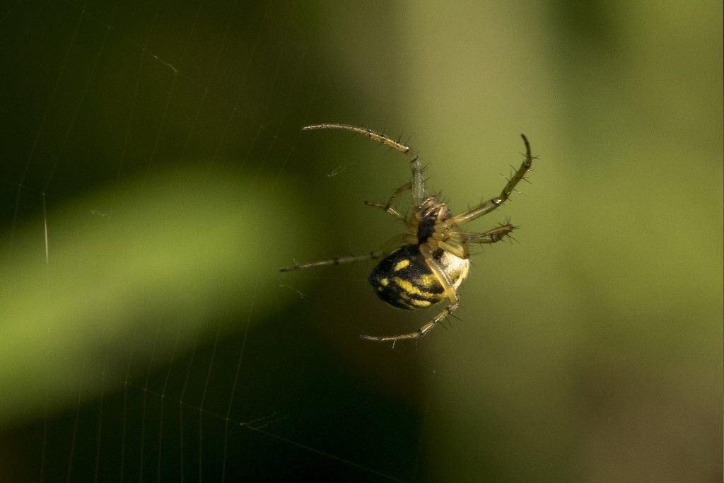 Mangora acalipha ?