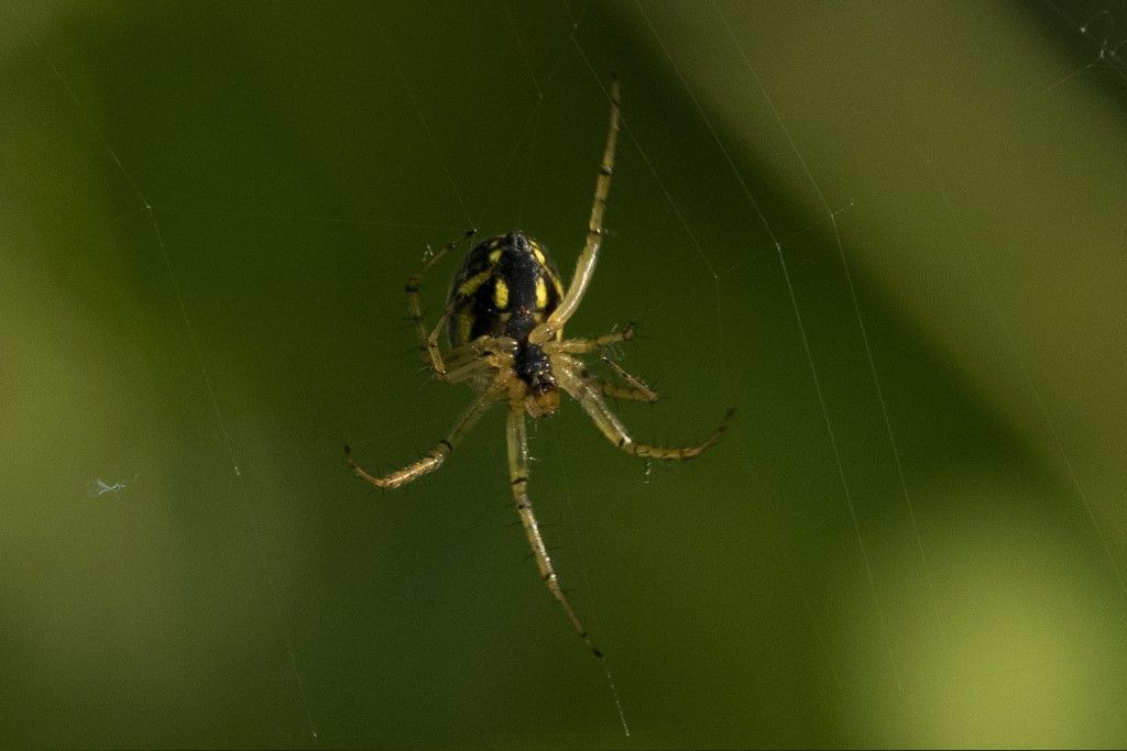 Mangora acalipha ?