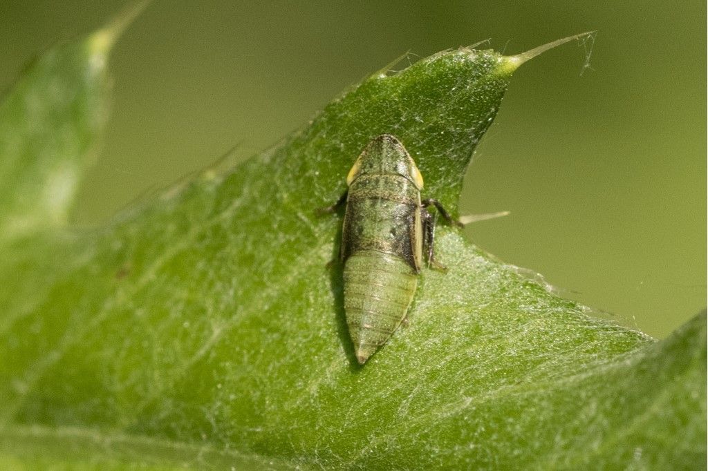 Cicadellidae da identificare (neanide)