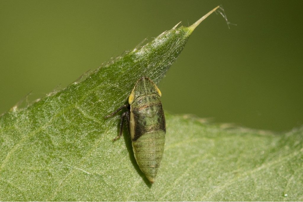 Cicadellidae da identificare (neanide)