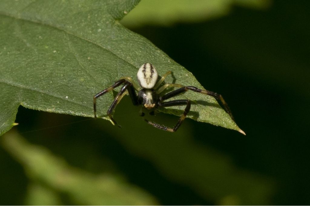 Thomisidae da identificare